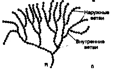 Aharidy (amidon, celuloză, glicogen) structura, funcțiile biologice distincte