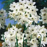 Ornithogalum cresc la domiciliu