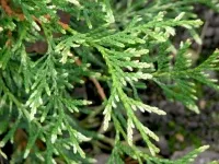 култивиране на Arborvitae