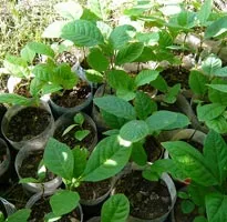 Pomiculturii Pawpaw trilobat trilobate