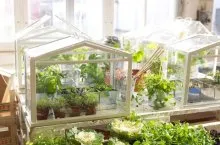 Virágok nőnek az üvegházban, és a felkészülés az üvegházhatást okozó teljes növények termesztési ciklus idejére