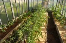 Florile cresc în seră, și pregătirea de sera complet al ciclului plantelor cultivate