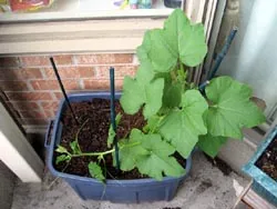 Dovleci cresc pe balcon, nimic complicat! Legume, fructe, fructe de pădure și plante aromatice