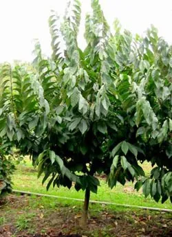 Pomiculturii Pawpaw trilobat trilobate