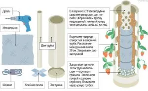 Отглеждането на ягоди в PVC тръби вертикално как да се направи вертикалните хребети на пластмасов тръбопровод,