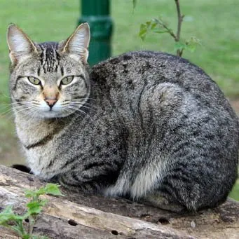 Виртуален клуб - само котки и кучета