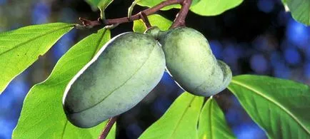 Pomiculturii Pawpaw trilobat trilobate