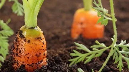 Cultivarea morcovi ca o organizație de afaceri și un plan de