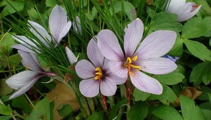 Creșterea și îngrijirea corespunzătoare a crocuses în grădină