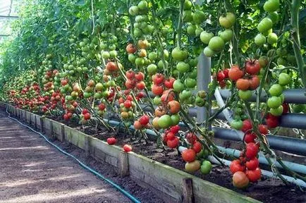 Cultivarea tomate în seră în soiurile de iarnă, sol, iluminat