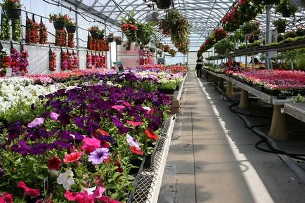 Virágok nőnek az üvegházban, és a felkészülés az üvegházhatást okozó teljes növények termesztési ciklus idejére