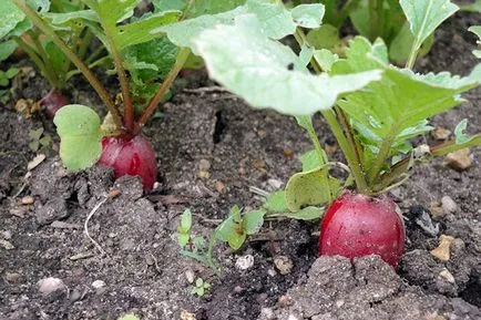 A növekvő retek melegházban utasítást kezdők a vetéstől a betakarításig