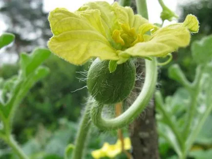 Cultivarea pepene verde în câmp deschis