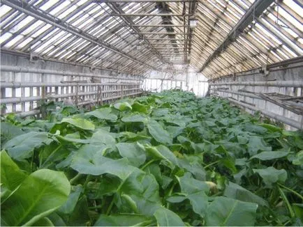 Növénytermesztés üvegházakban