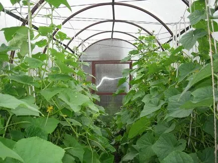 Növekvő uborka üvegházban hogyan kell csinálni