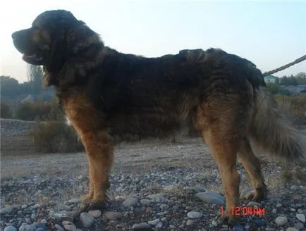 Virtuális kiállítás a kutyák minden fajta CAC, CACIB és vészhelyzetek - snowdogs 2012