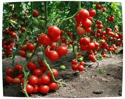 Cultivarea tomate în seră în soiurile de iarnă, sol, iluminat