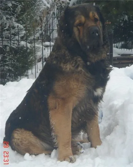 Virtuális kiállítás a kutyák minden fajta CAC, CACIB és vészhelyzetek - snowdogs 2012