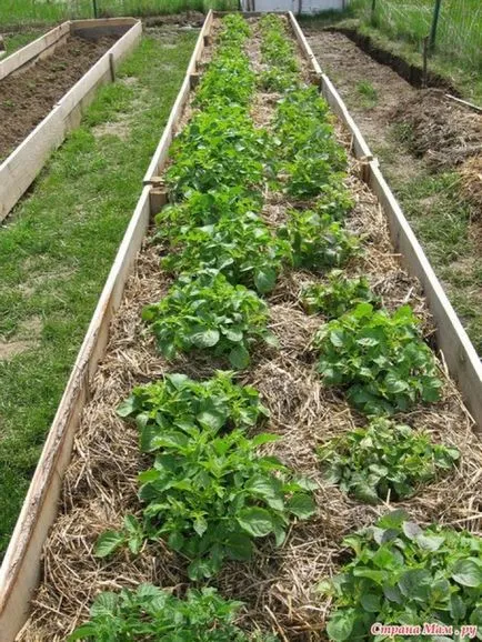 Отглеждане на картофи, без да рови земята - пейзажа - и градина легла