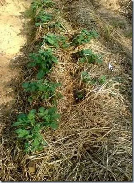 Отглеждане на картофи, без да рови земята - пейзажа - и градина легла