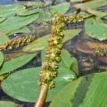 plante acvatice Ceratophyllum