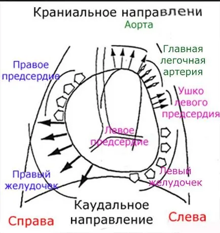 Визуална оценка на формата и размера на сърцето на кучета и котки в съответствие с рентгеново