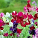 Göndör virágok függőleges kert tereprendezés