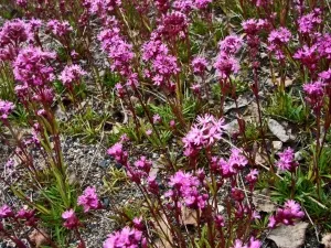 Minden Campion Alpine részletes ajánlásokat a készítmény a vetőmag és a talaj, ültetés és gondoskodó