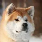 rasă de câini japoneză, fotografii Akita Inu si Shiba cu nume, Shunsuke, preț și în cazul în care pentru a cumpăra, descriere,