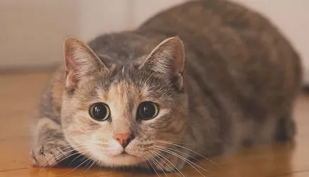 Miért féreghajtó macska oltás előtt - az állatvilágban