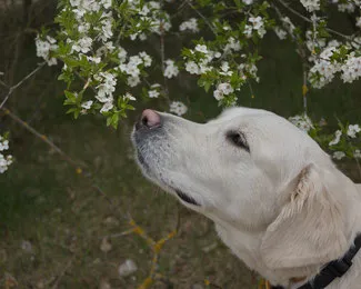 Golden Retriever - site-ul glossychick