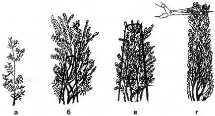 Hedge megfelelő metszés, menetrend