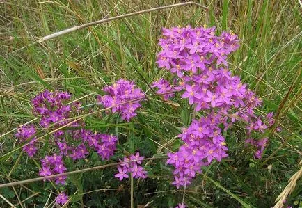 centaury fotó