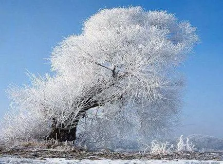 Зимни дърво със собствените си ръце направляващия опции