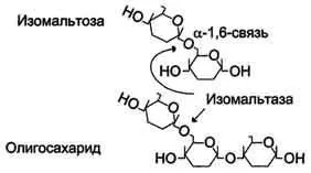 11) Характеристики на панкреаса хормони