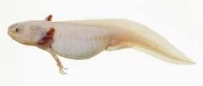 Axolotl, karbantartása és tisztítása