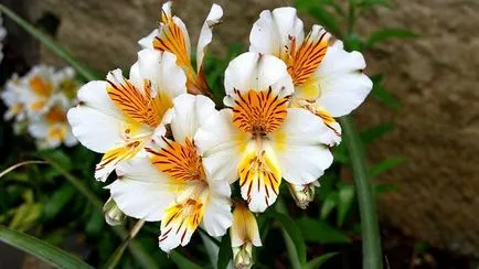Alstroemeria - цвете стойност и грижи - личен живот