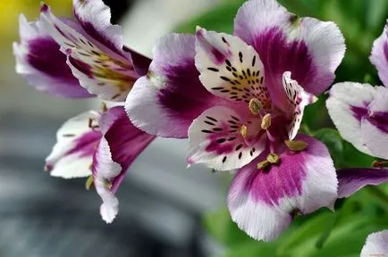 Alstroemeria - valoarea de flori și de îngrijire - viața privată