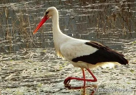 barză albă (Ciconia ciconia) - fauna din Belarus