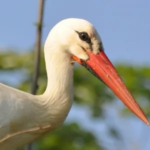 Fehér gólya (Ciconia ciconia), zoodrug