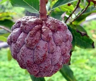 Annona solzos - unul dintre fructele cele mai delicioase de pe pământ