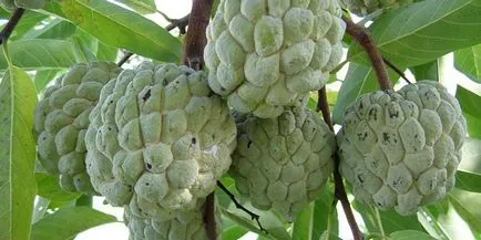 Annona solzos - unul dintre fructele cele mai delicioase de pe pământ