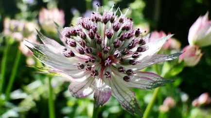 Astrantia снимка засаждане и грижи в открито отглеждането на полето на семена