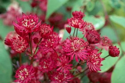 Astrantia снимка засаждане и грижи в открито отглеждането на полето на семена