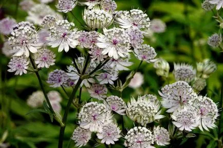 Astrantia снимка засаждане и грижи в открито отглеждането на полето на семена