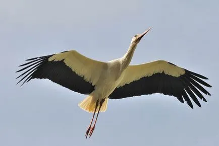 Fehér gólya (Ciconia ciconia), zoodrug