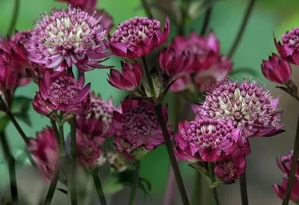 Astrantia снимка засаждане и грижи в открито отглеждането на полето на семена