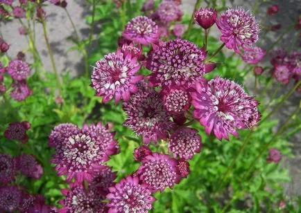 Astrantia снимка засаждане и грижи в открито отглеждането на полето на семена