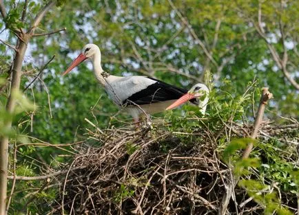 Fehér gólya (Ciconia ciconia), zoodrug