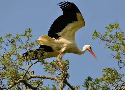 Fehér gólya (Ciconia ciconia), zoodrug